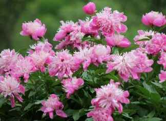 Hoe Laat Is Het In Suriname Hoe Laat Is Het In Suriname