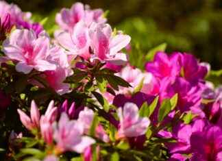 Iggy Azalea OnlyFans – Alles wat je moet weten over haar content Iggy Azalea OnlyFans – Alles wat je moet weten over haar content