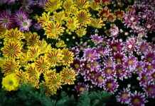 Lana Rhoades OnlyFans – Wat je kunt verwachten van haar content Lana Rhoades OnlyFans – Wat je kunt verwachten van haar content