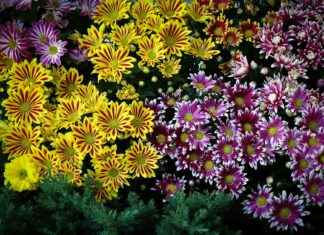 Lana Rhoades OnlyFans – Wat je kunt verwachten van haar content Lana Rhoades OnlyFans – Wat je kunt verwachten van haar content