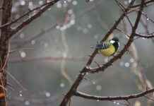 Sophie Rain OnlyFans Leaked – Volledige uitleg over het lek Sophie Rain OnlyFans Leaked – Volledige uitleg over het lek