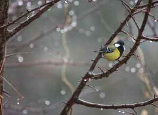 Sophie Rain OnlyFans Leaked – Volledige uitleg over het lek Sophie Rain OnlyFans Leaked – Volledige uitleg over het lek