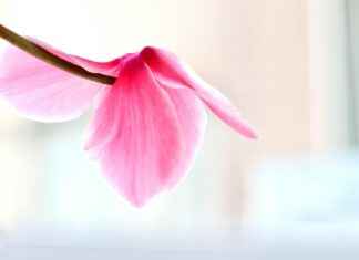 Tot Hoe Laat Kan Je Stemmen 6 Juni Tot Hoe Laat Kan Je Stemmen 6 Juni