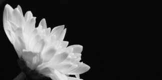 Tot Hoe Laat Kun Je Stemmen 6 Juni