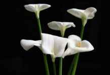 Tot Hoe Laat Stemmen 6 Juni Tot Hoe Laat Stemmen 6 Juni