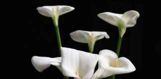 Tot Hoe Laat Stemmen 6 Juni Tot Hoe Laat Stemmen 6 Juni