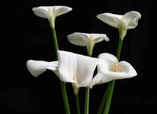 Tot Hoe Laat Stemmen 6 Juni Tot Hoe Laat Stemmen 6 Juni