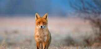 wilde-vos-doodt-twee-pinguns-in-wildlands-zoo-emmen