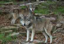 Wolven in Nederland voeden zich voornamelijk met wild, niet met schapen, blijkt uit onderzoek. wolven-in-nederland-voeden-zich-voornamelijk-met-wild-niet-met-schapen-blijkt-uit-onderzoek