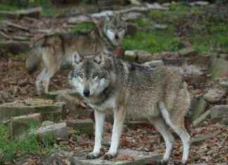 Wolven in Nederland voeden zich voornamelijk met wild, niet met schapen, blijkt uit onderzoek. wolven-in-nederland-voeden-zich-voornamelijk-met-wild-niet-met-schapen-blijkt-uit-onderzoek