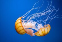 The Fascinating World of Jellyfish: Everything You Need to Know