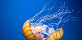 The Fascinating World of Jellyfish: Everything You Need to Know