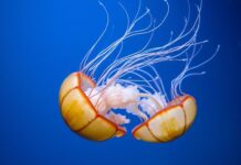 The Fascinating World of Jellyfish: An In-Depth Look