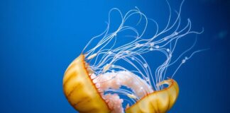The Fascinating World of Jellyfish: Discover the Secrets of These Mysterious Creatures