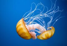 De Fascinerende Wereld van Jellyfish: Ontdek de Geheimen van deze Mysterieuze Wezens The Fascinating World of Jellyfish: Discover the Secrets of These Mysterious Creatures