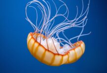 Het Mysterie van de Jellyfish: Fascinante Feiten over Kwallen The Mystery of the Jellyfish: Fascinating Facts about Jellyfish
