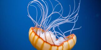 The Mystery of the Jellyfish: Fascinating Facts about Jellyfish